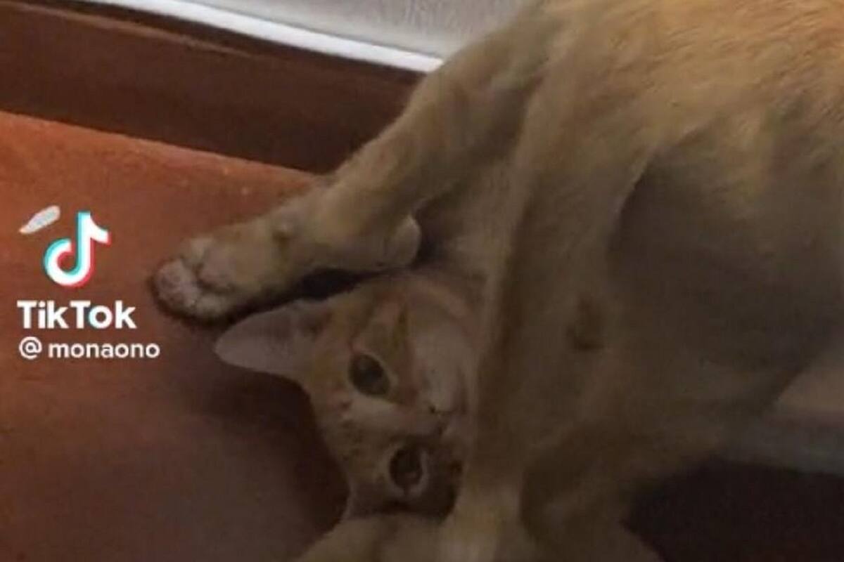 VIDEO VIRAL: Gatito se queda atorado entre los cordones de la cortina 